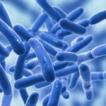 프로바이오틱스