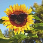 자외선 차단